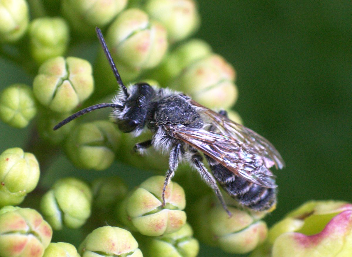 imenotterino: Maschio di Andrena sp.